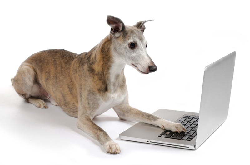 Dog on Laptop